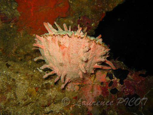Spondyle - Spondylus varius.JPG